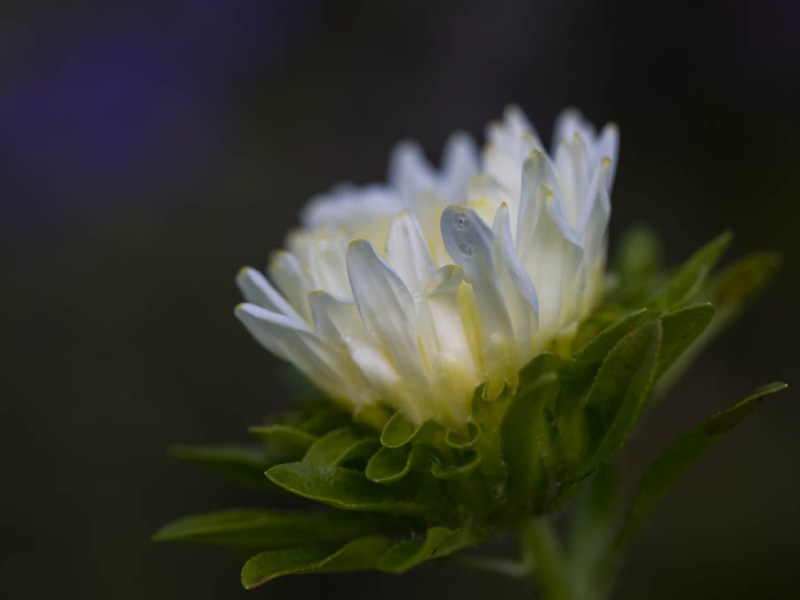 Septemberblommor
